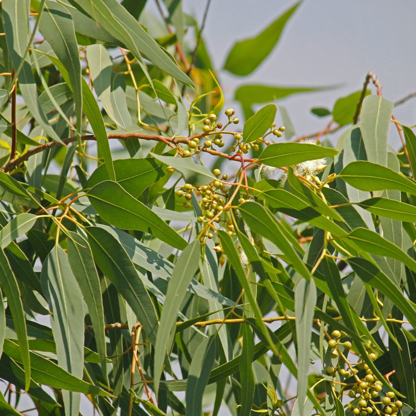 Corymbia citriodora - Eucalyptus citroen (Blad)