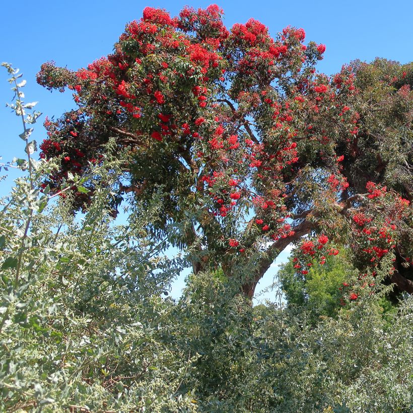 Corymbia ficifolia - Rode bloeiende gomboom (Groeiplaats)