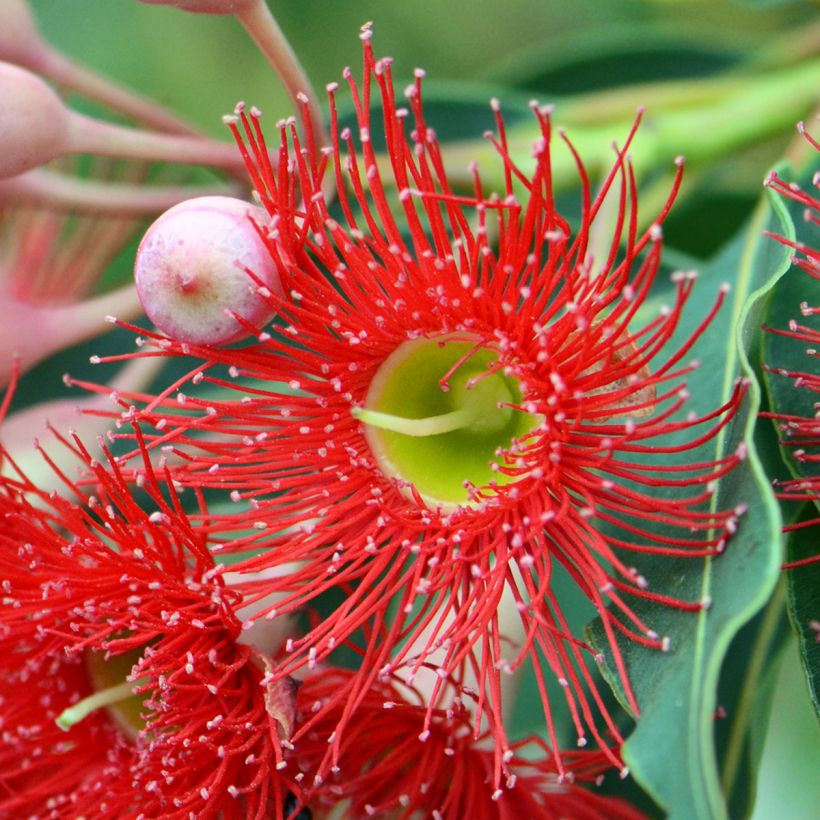 Corymbia ficifolia - Rode bloeiende gomboom (Bloei)