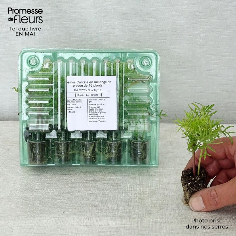 Example of Cosmos Cantate en mélange Kluitplant: kluit 3,8 cm x 3,2 cm in een tray voor 16 planten as you get in printemps