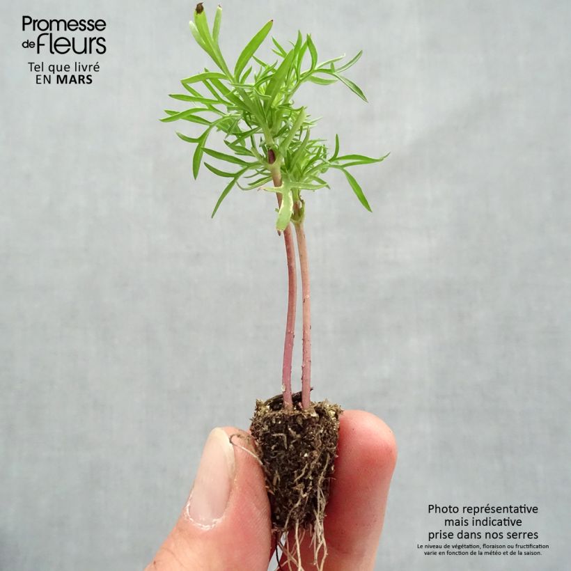 Example of Cosmos Cantate en mélange Minimotte: kluitje van 2,2 cm x 2 cm in kweekplaat per 35 stuks as you get in printemps