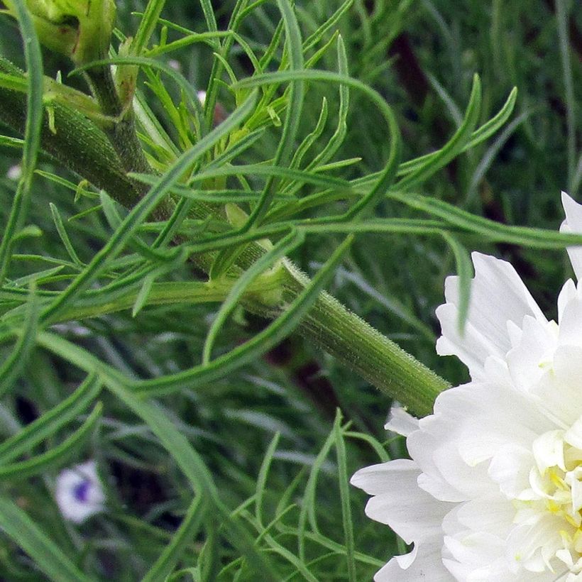 Cosmea Double Click Snow Puff (zaad) - Cosmos bipinnatus (Foliage)