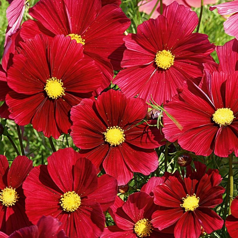 Cosmea Rubenza rood karmijn (plugplanten) - Cosmos (Flowering)