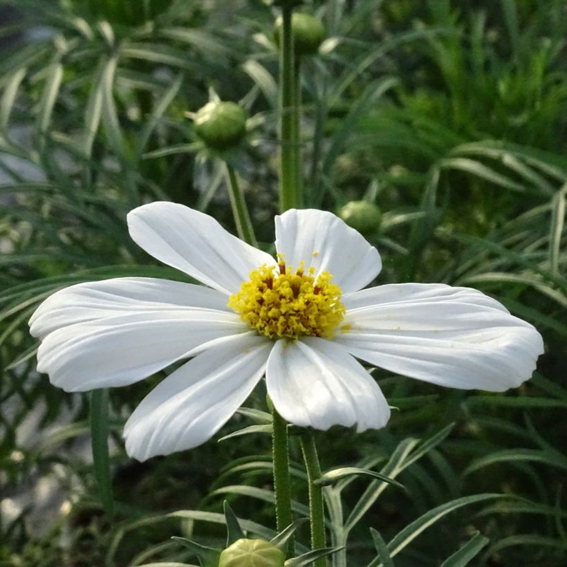 Cosmea Sonata Wit - Cosmos bipinnatus (Flowering)