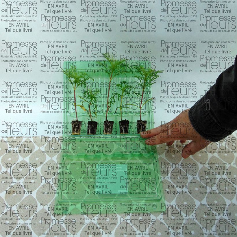 Example of Cosmos Sonata Carmin Mini-mot Ø 3/4 cm as you get