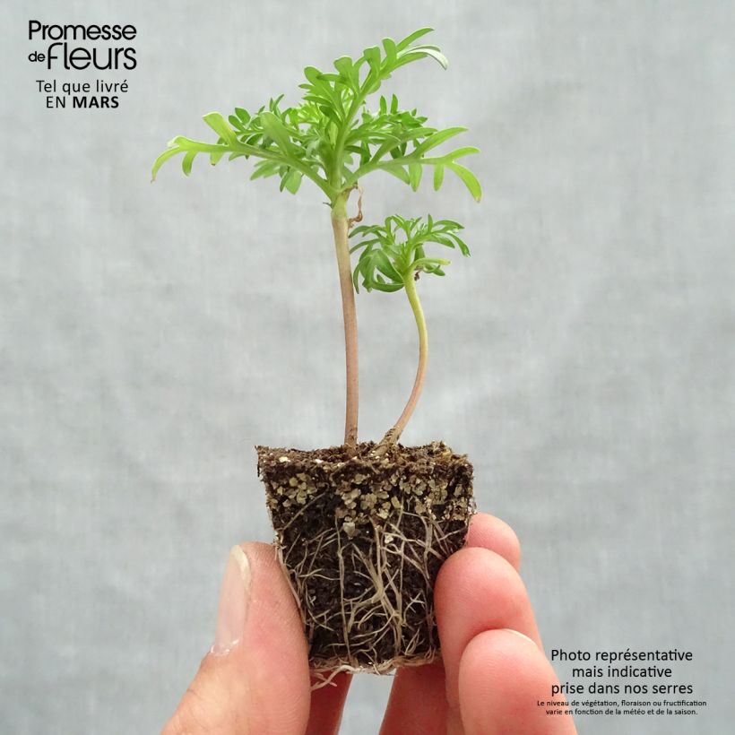 Example of Cosmos Sonata Rose Clair Kluitplant: kluit 3,8 cm x 3,2 cm in een tray voor 16 planten as you get in printemps