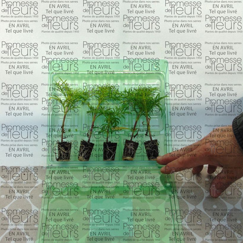 Example of Cosmos Sonata Rose clair à centre foncé Mini-mot Ø 3/4 cm as you get