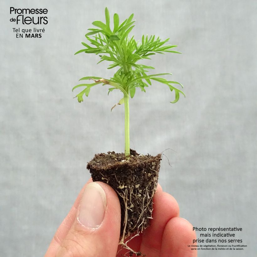 Example of Cosmos Xanthos jaune Mini-mottes Kluitplant: kluit 3,8 cm x 3,2 cm in een tray voor 16 planten as you get in printemps