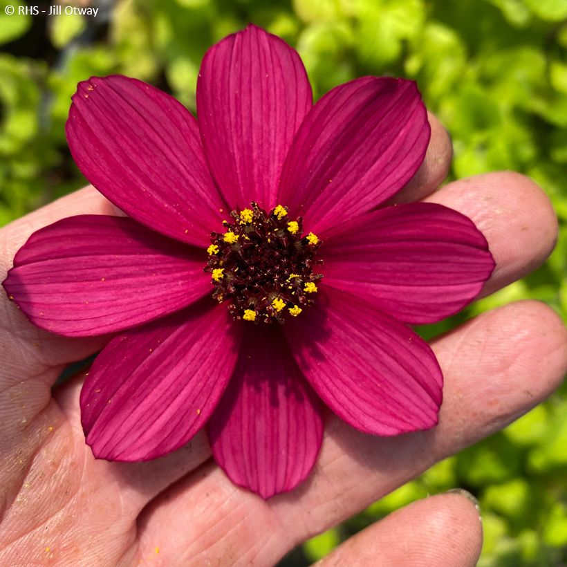 Cosmos atrosanguineus Cherry Chocolate - Chocolade cosmos (Bloei)