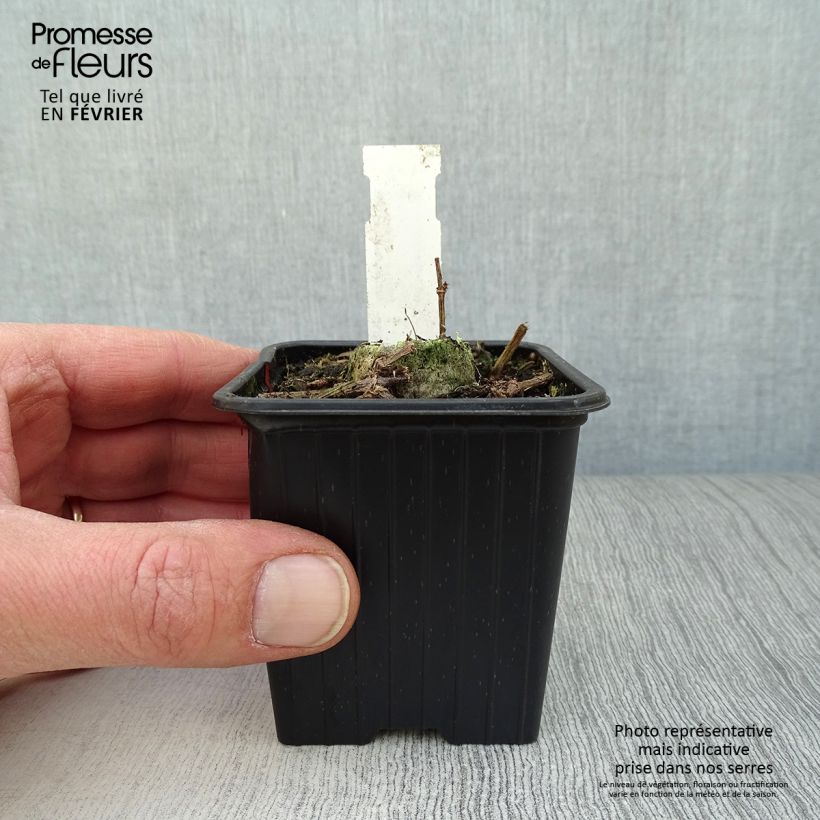 Example of Cosmos atrosanguineus Chocamocha - Cosmos chocolat Kweekpotje van 7/8 cm as you get in hiver