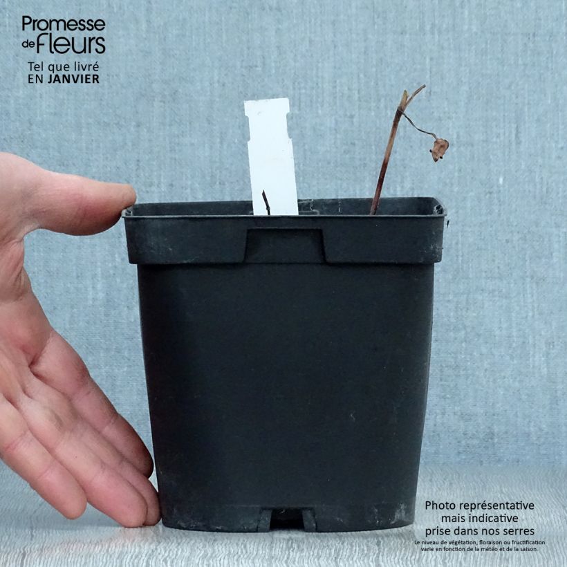 Example of Cosmos atrosanguineus Chocamocha - Cosmos chocolat Pot van 2 l/3 l as you get in hiver