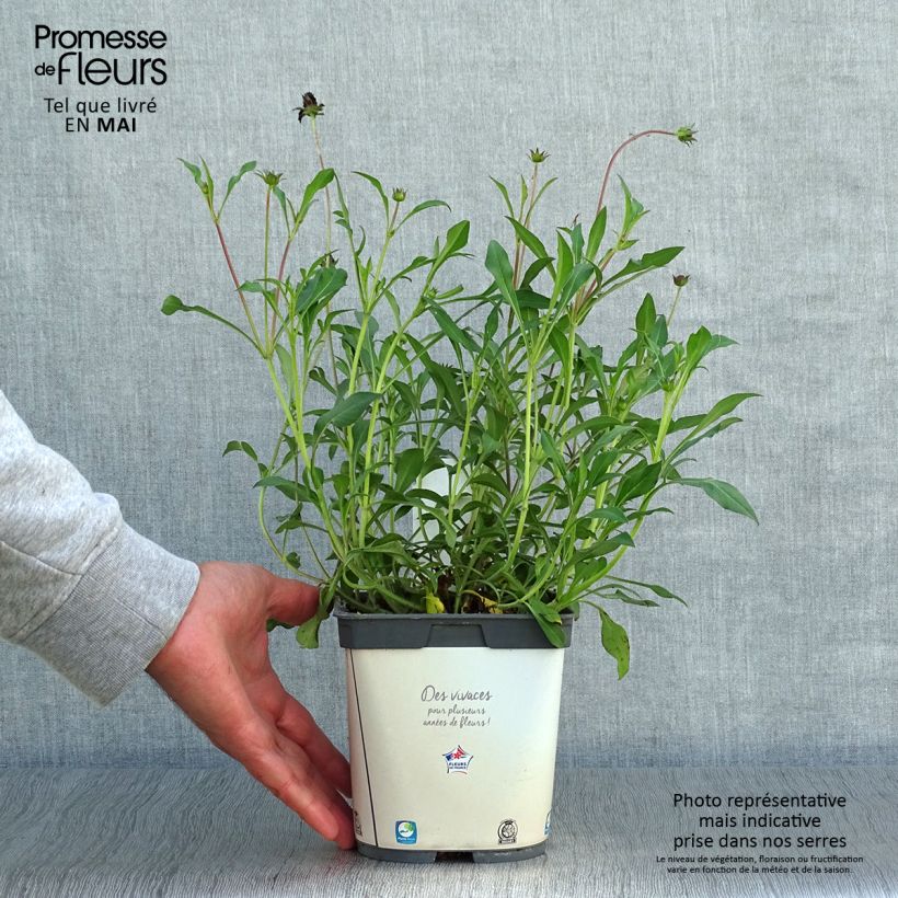 Exemplaar van Cosmos atrosanguineus Chocamocha - Chocolade cosmos Pot van 2 l/3 l zoals geleverd in de lente