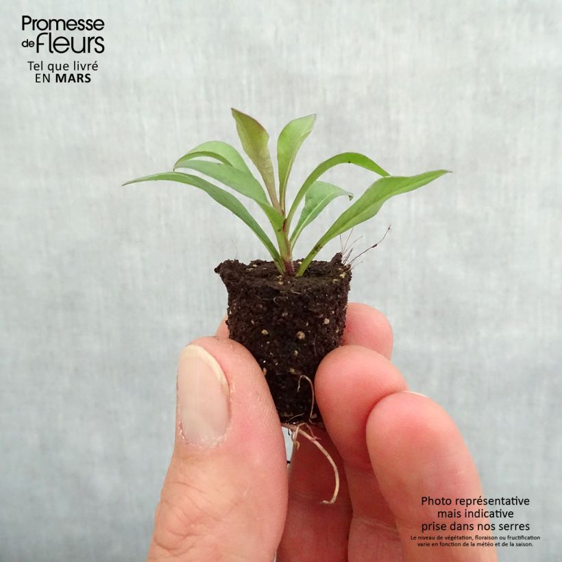 Example of Cosmos atrosanguineus Chocamocha - Cosmos chocolat Mini-mot Ø 1,5/2,5 cm as you get in printemps