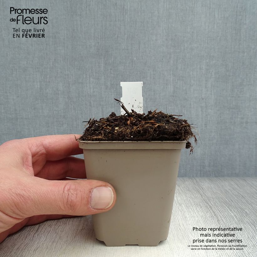 Example of Cosmos atrosanguineus Eclipse - Cosmos chocolat Kweekpotje van 8/9 cm as you get in hiver