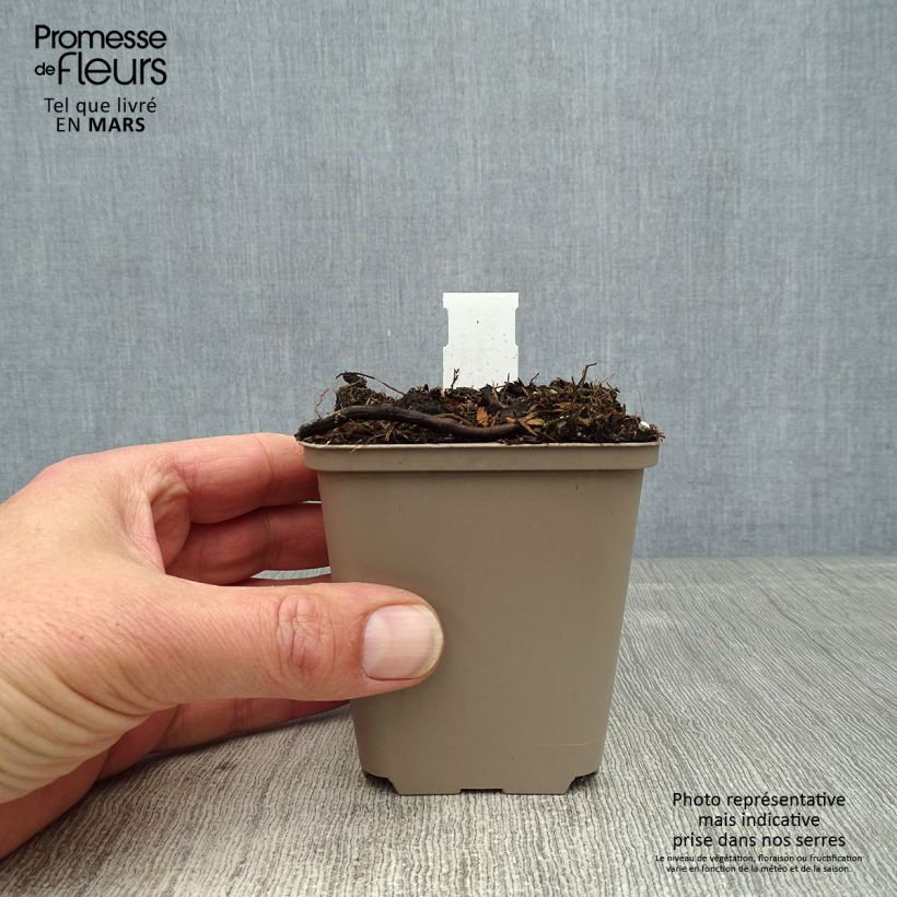 Exemplaar van Cosmos atrosanguineus Eclipse - Chocolade cosmos Kweekpotje van 8/9 cm zoals geleverd in de lente