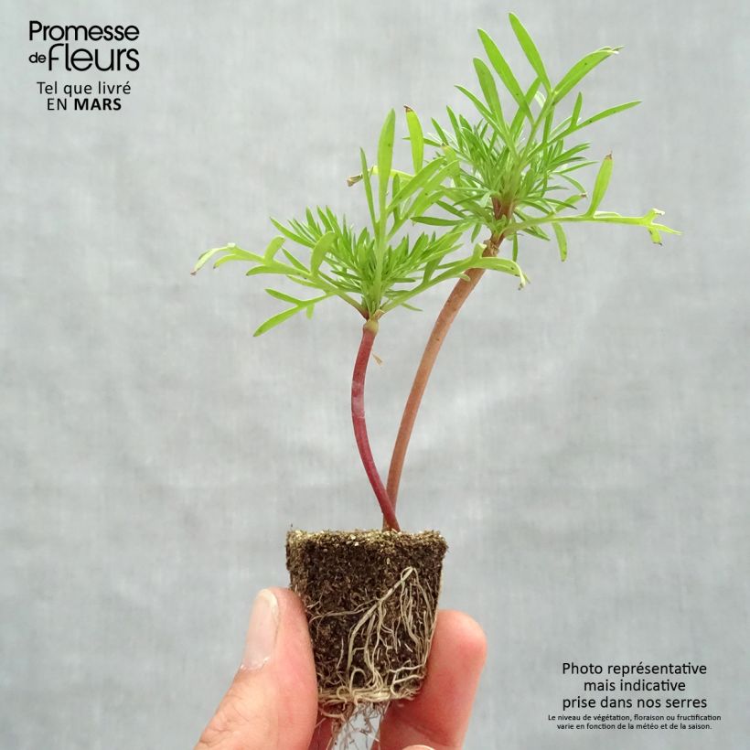 Example of Cosmos bipinatus Double Click en mélange Kluitplant: kluit 3,8 cm x 3,2 cm in een tray voor 16 planten as you get in printemps