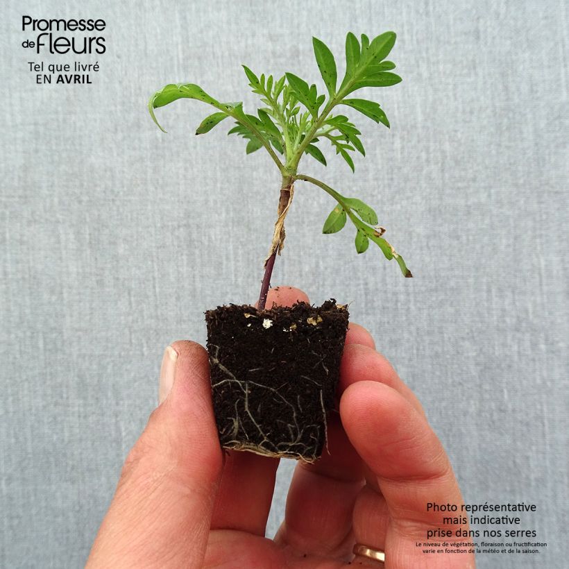 Example of Cosmos sulphureus Mandarin - Cosmos soufré orange Mini-mot Ø 3/4 cm as you get in printemps