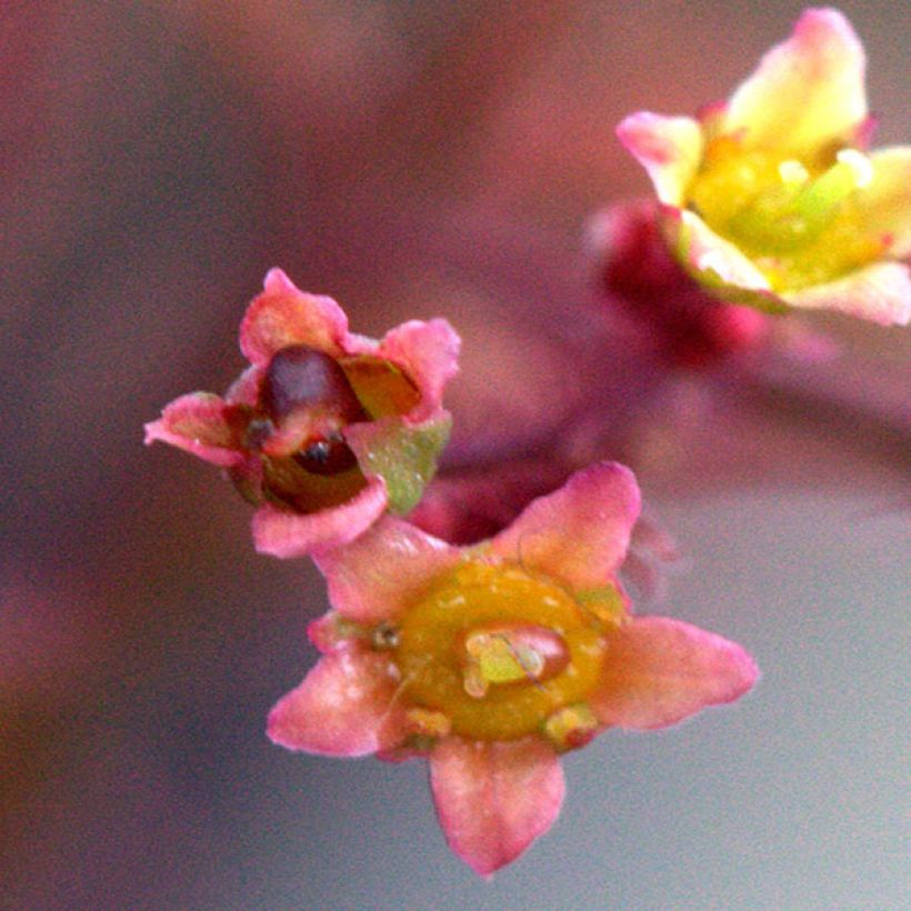 Cotinus Grace - Pruikenboom (Flowering)