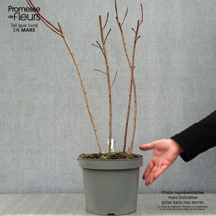 Example of Cotinus Grace - Pruikenboom Pot van 7,5 l/10 l as you get in hiver