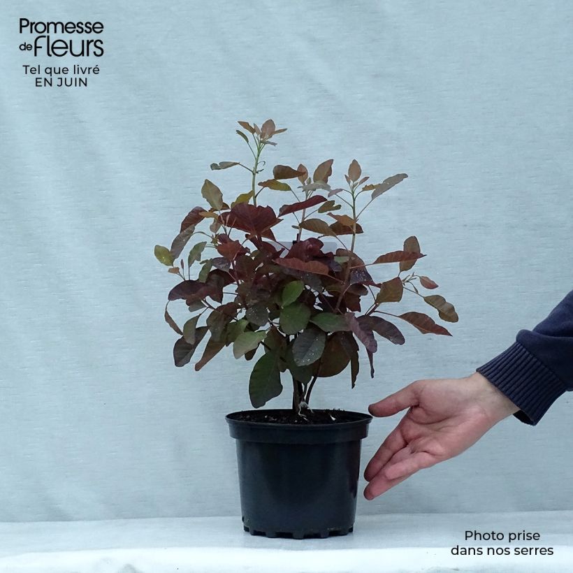 Exemplaar van Cotinus Grace - Pruikenboom Pot van 2 l/3 l zoals geleverd in de zomer