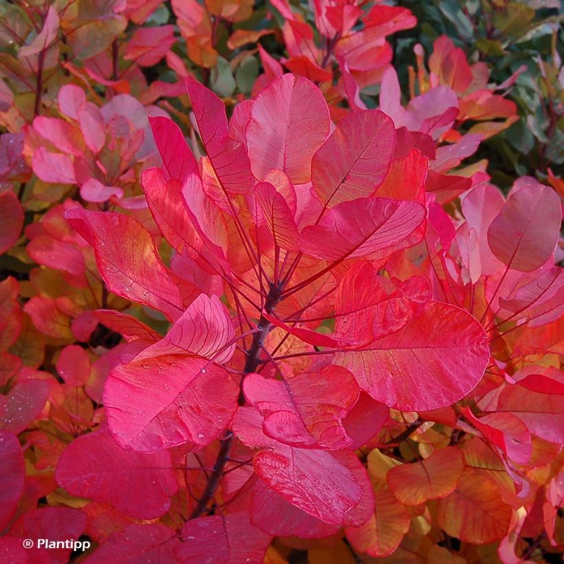 Cotinus coggygria Old Fashioned - Pruikenboom (Foliage)