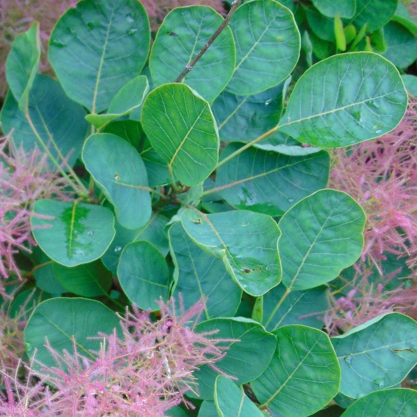 Cotinus Smokey Joe - Pruikenboom (Foliage)