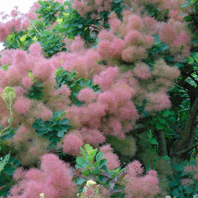 Cotinus Smokey Joe - Pruikenboom (Flowering)
