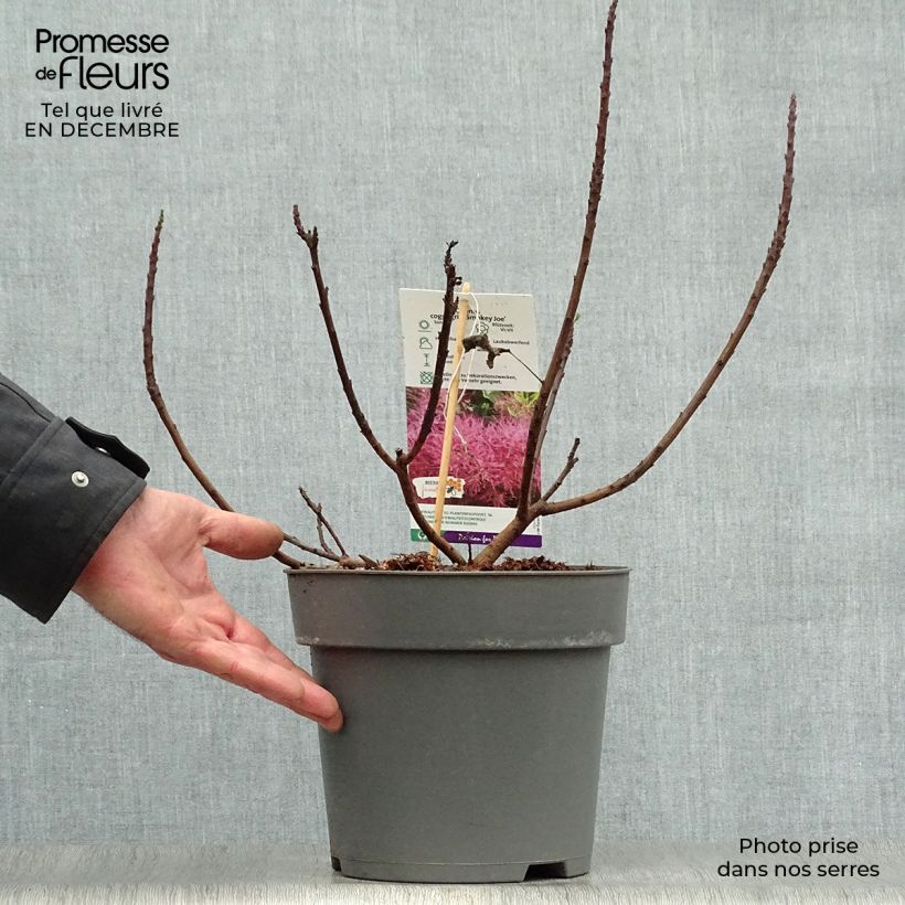 Example of Cotinus Smokey Joe - Pruikenboom Pot van 3 l/4 l as you get in hiver