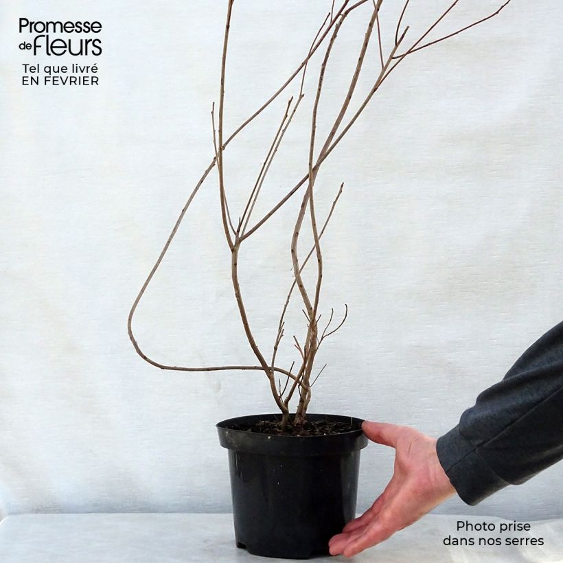 Example of Cotinus coggygria - Pruikenboom Pot van 3 l/4 l as you get in hiver