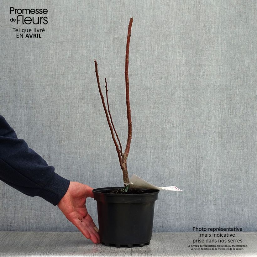 Exemplaar van Cotinus coggygria - Pruikenboom Pot van 3 l/4 l zoals geleverd in de lente