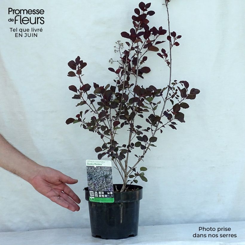 Exemplaar van Cotinus coggygria Dusky Maiden - Pruikenboom Pot van 3 l/4 l zoals geleverd in de zomer