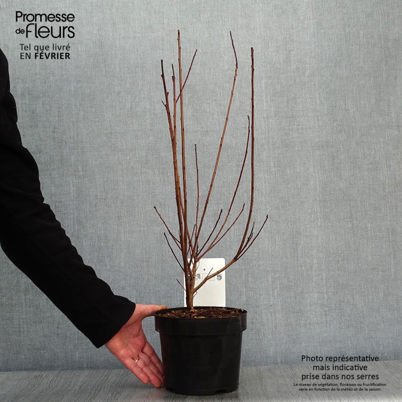 Example of Cotinus coggygria Dusky Maiden - Arbre à Perruques Pot van 3 l/4 l as you get in hiver