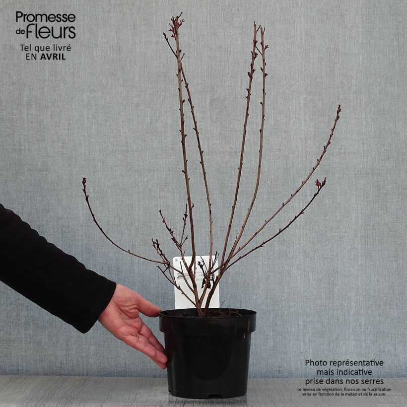 Exemplaar van Cotinus coggygria Dusky Maiden - Pruikenboom Pot van 3 l/4 l zoals geleverd in de lente