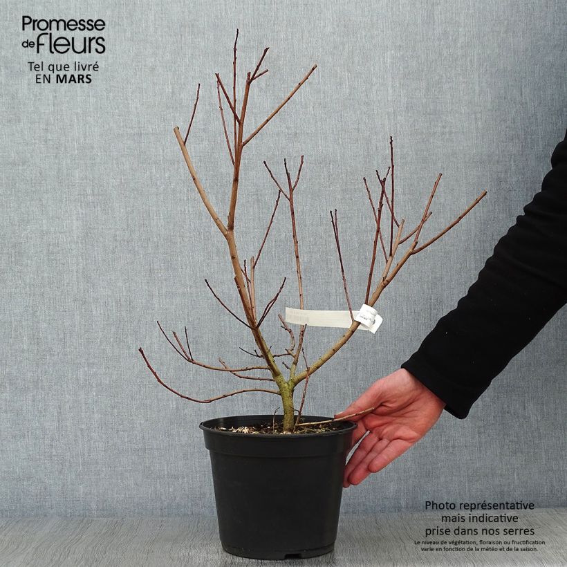 Example of Cotinus coggygria Flamissimo - Arbre à perruque Pot van 3 l/4 l as you get in hiver