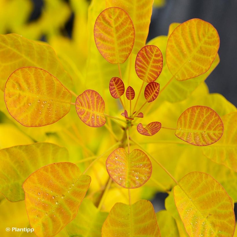 Cotinus coggygria Golden Lady - Pruikenboom (Foliage)