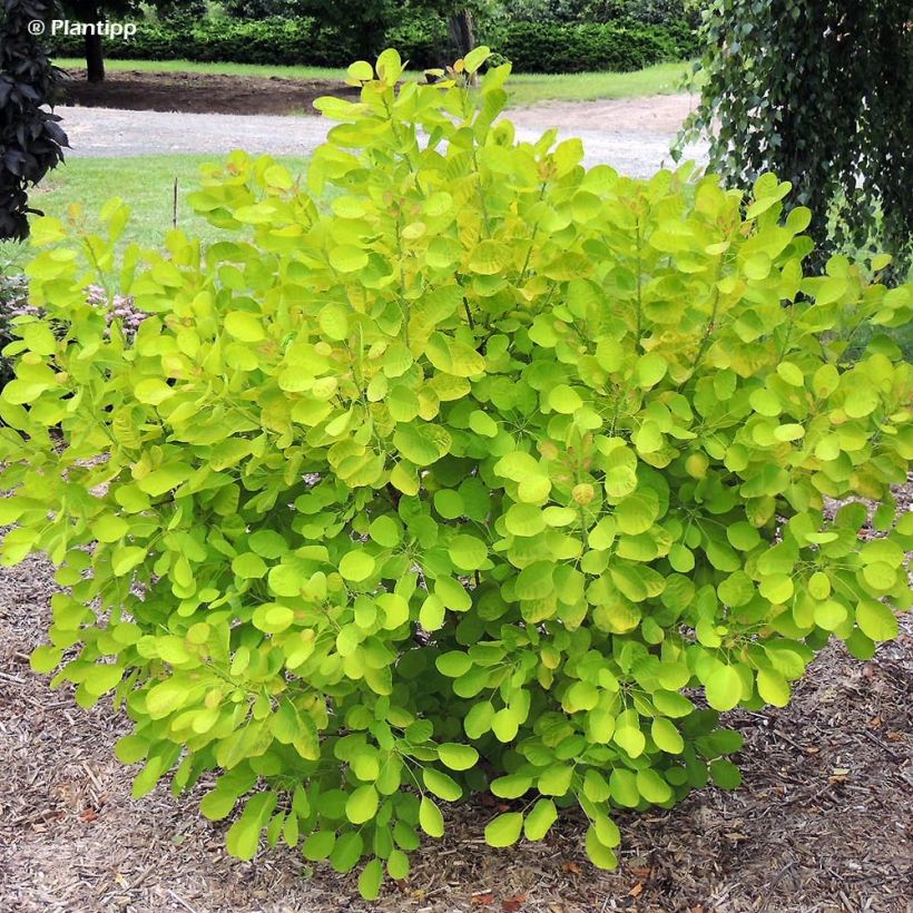 Cotinus coggygria Golden Lady - Pruikenboom (Plant habit)
