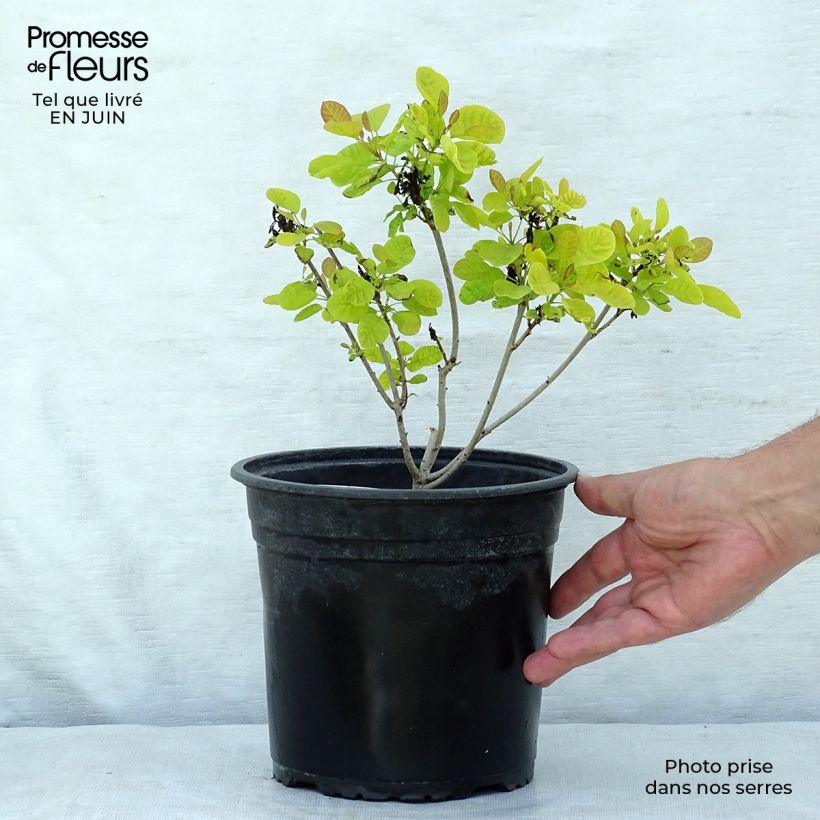 Exemplaar van Cotinus coggygria Golden Lady - Pruikenboom Pot van 3 l/4 l zoals geleverd in de zomer