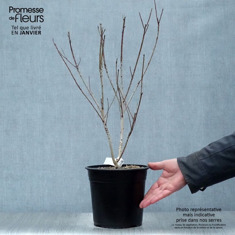Example of Cotinus coggygria Golden Lady - Arbre à perruque Pot van 3 l/4 l as you get in hiver