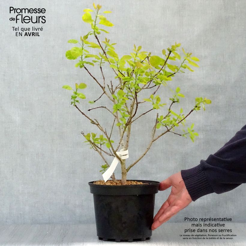 Exemplaar van Cotinus coggygria Golden Lady - Pruikenboom Pot van 3 l/4 l zoals geleverd in de lente