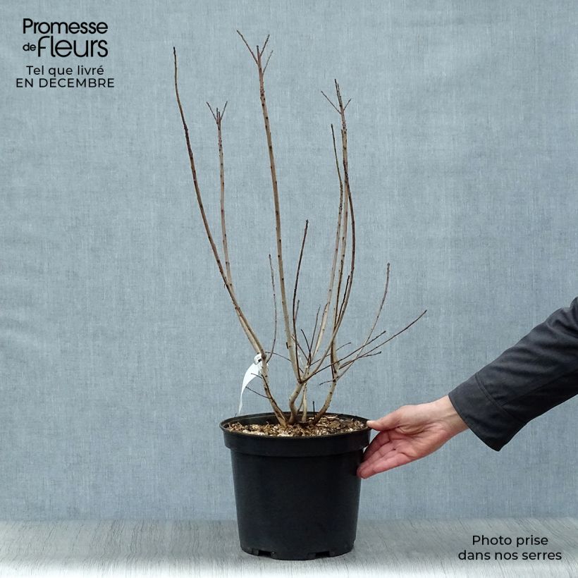 Example of Cotinus coggygria Golden Lady - Arbre à perruque Pot van 7,5 l/10 l as you get in hiver