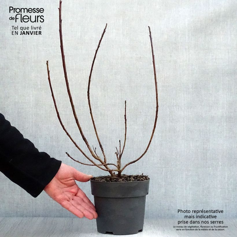 Example of Cotinus coggygria Golden Spirit - Arbre à Perruques Doré Pot van 2 l/3 l as you get in hiver