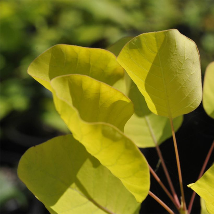 Cotinus coggygria Golden Spirit - Pruikenboom (Foliage)