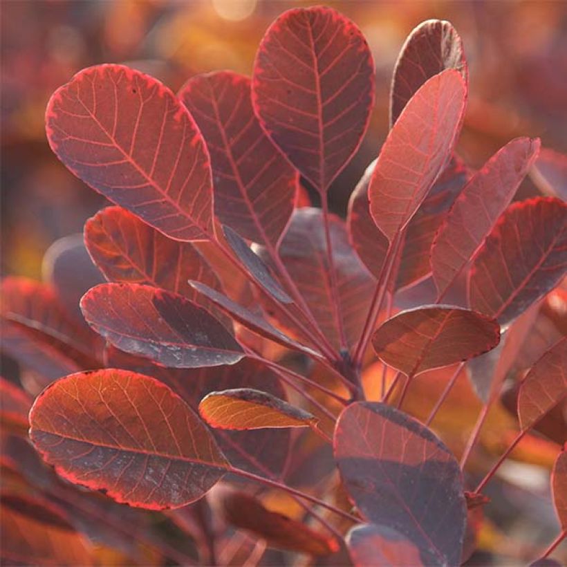 Cotinus coggygria Lilla - Pruikenboom (Foliage)