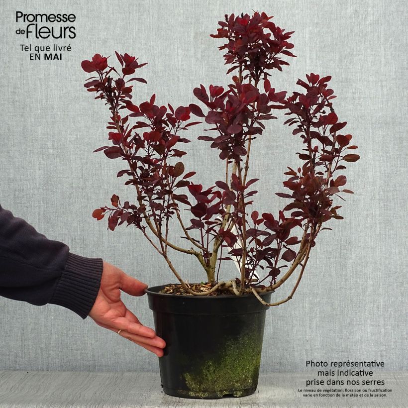 Exemplaar van Cotinus coggygria Lilla - Pruikenboom Pot van 3 l/4 l zoals geleverd in de lente
