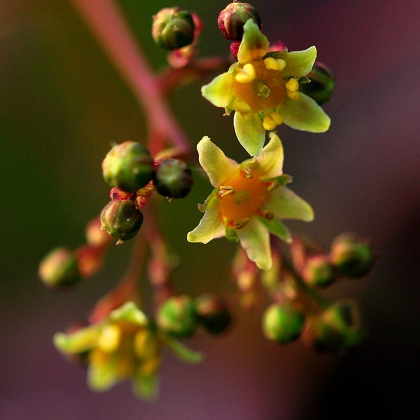 Cotinus coggygria Lilla - Pruikenboom (Bloei)