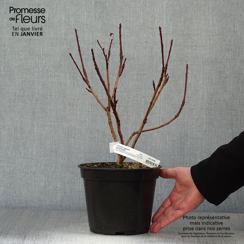 Example of Cotinus coggygria Old Fashioned - Pruikenboom Pot van 3 l/4 l as you get in hiver