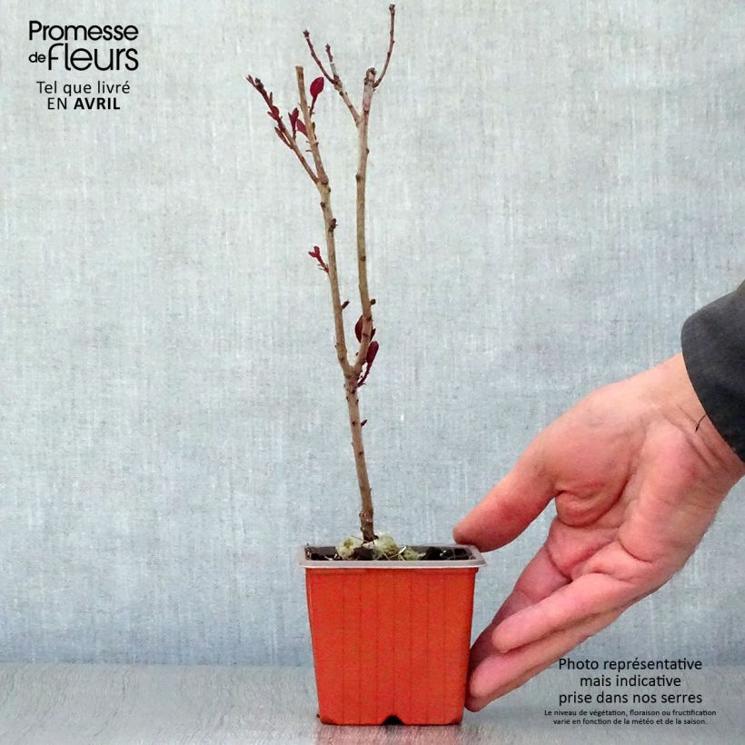 Exemplaar van Cotinus coggygria Royal Purple - Pruikenboom Kweekpotje van 8/9 cm zoals geleverd in de lente