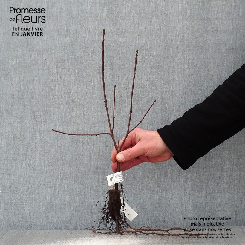 Example of Cotinus coggygria Royal Purple - Pruikenboom Naakte wortel as you get in hiver