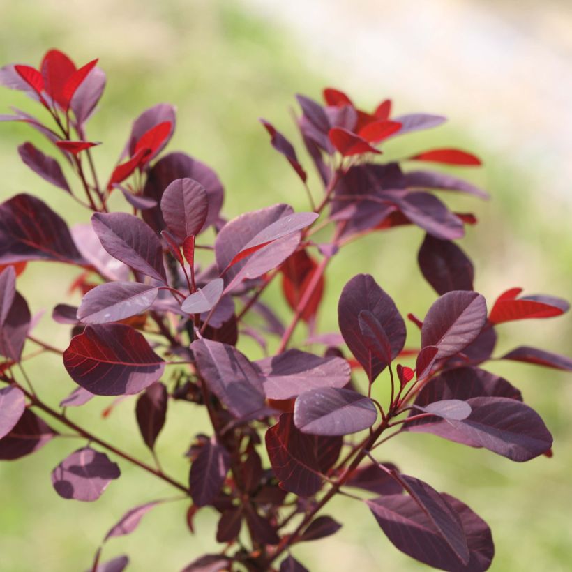 Cotinus coggygria Winecraft Black - Pruikenboom (Foliage)