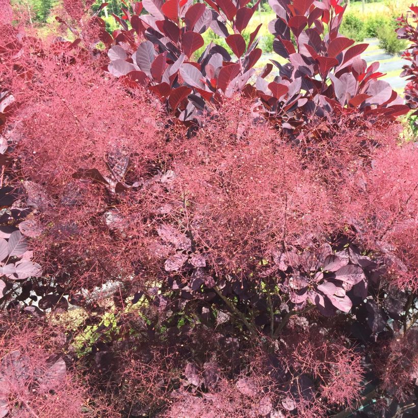 Cotinus coggygria Winecraft Black - Pruikenboom (Flowering)